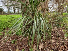 Cordyline australis