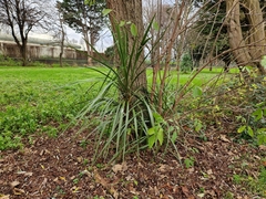 Cordyline australis