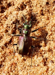Cicindela scutellaris lecontei
