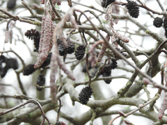 Alnus glutinosa