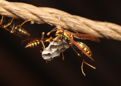 Polistes myersi