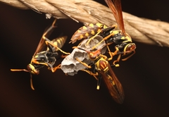 Polistes myersi