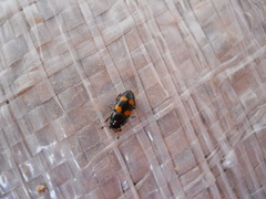 Glischrochilus grandis