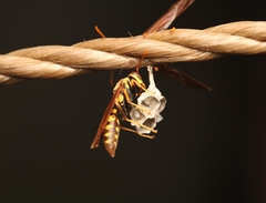 Polistes myersi