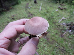 Agaricus diminutivus