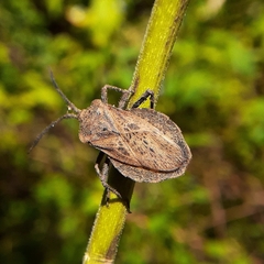 Spartocera