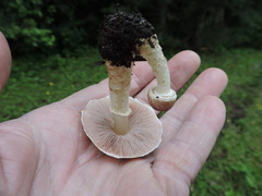 Agaricus diminutivus
