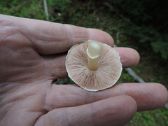 Agaricus diminutivus