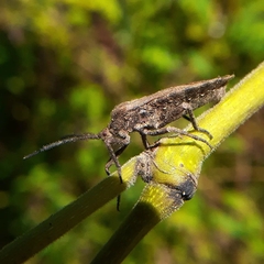 Spartocera
