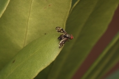 Ulidiidae