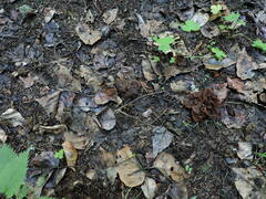 Cortinarius cinnamomeus