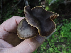 Cortinarius cinnamomeus