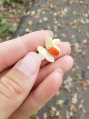 Euonymus atropurpureus