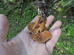 Cortinarius cinnamomeus