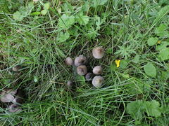 Panaeolus papilionaceus parvisporus