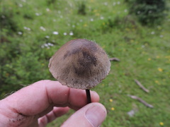 Panaeolus papilionaceus parvisporus