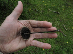Panaeolus papilionaceus parvisporus