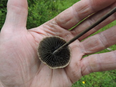 Panaeolus papilionaceus parvisporus