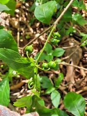 Solanum asterophorum