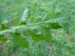Crepis bursifolia