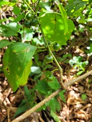 Solanum asterophorum