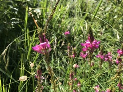 Onobrychis viciifolia