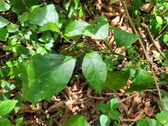 Solanum asterophorum