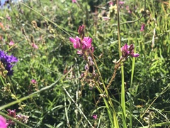 Onobrychis viciifolia