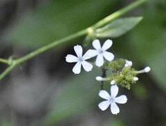 Plumbago zeylanica