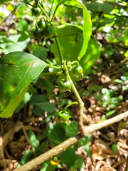 Solanum asterophorum