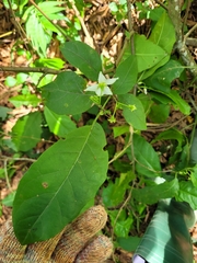 Solanum asterophorum