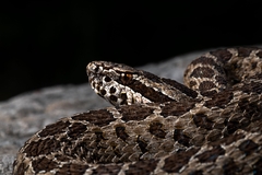 Crotalus triseriatus
