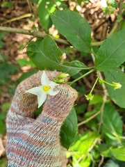 Solanum asterophorum