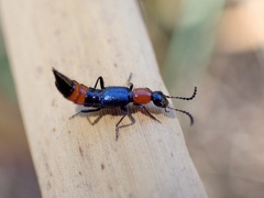 Paederus cruenticollis