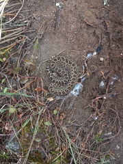 Crotalus triseriatus