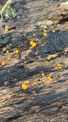 Dacrymyces stillatus