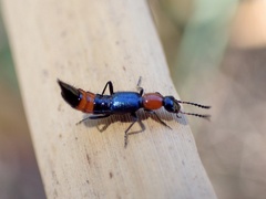 Paederus cruenticollis