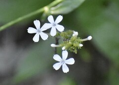 Plumbago zeylanica
