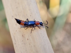 Paederus cruenticollis