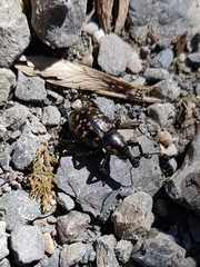 Liparus glabrirostris