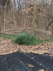Phyllostachys aureosulcata