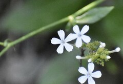 Plumbago zeylanica