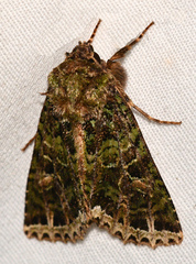 Heterochroma lineata