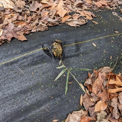 Phyllostachys aureosulcata