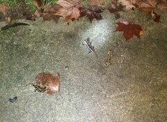 Salamandra salamandra gallaica