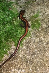 Chioglossa lusitanica