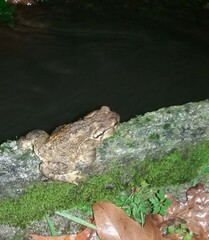 Bufo spinosus