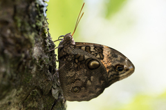 Opsiphanes quiteria