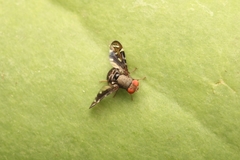 Ulidiidae