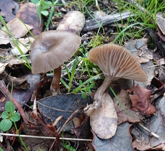 Pseudoclitocybe